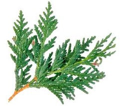 Shgob (Cedar)