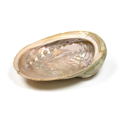 Rare Pearl Shells